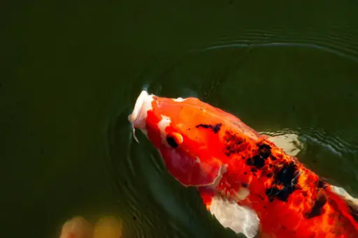 Carpe Koi
