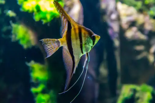 Scalaire