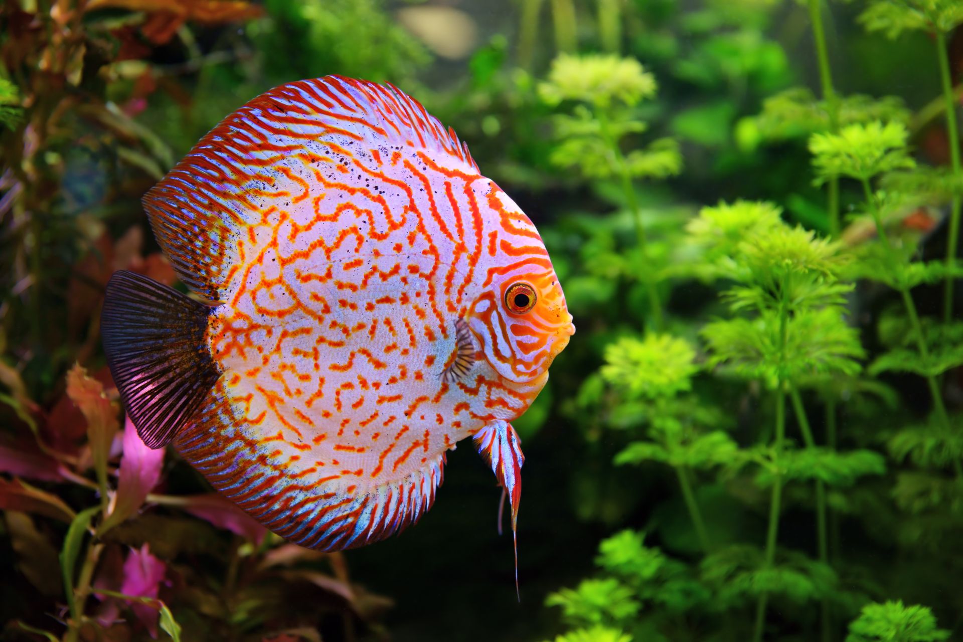 Symphysodon discus