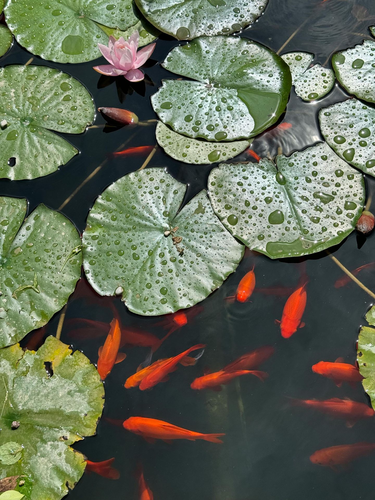 bassin poisson rouge