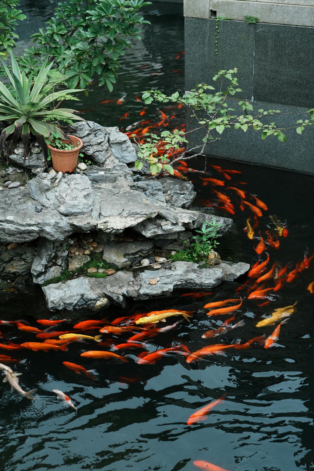bassin poisson rouge