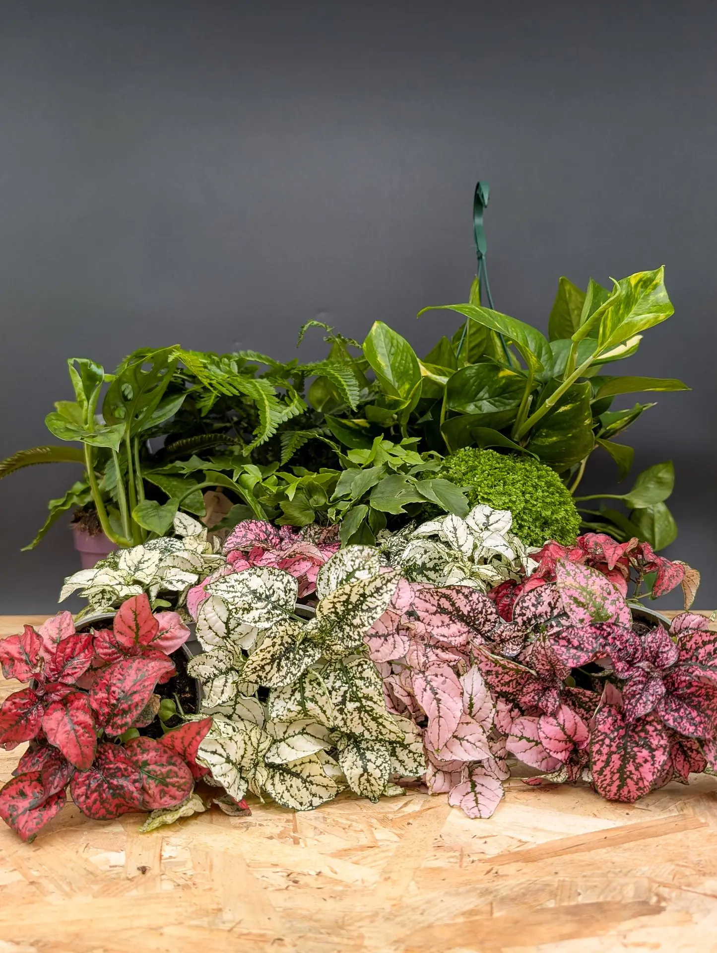 Plantes