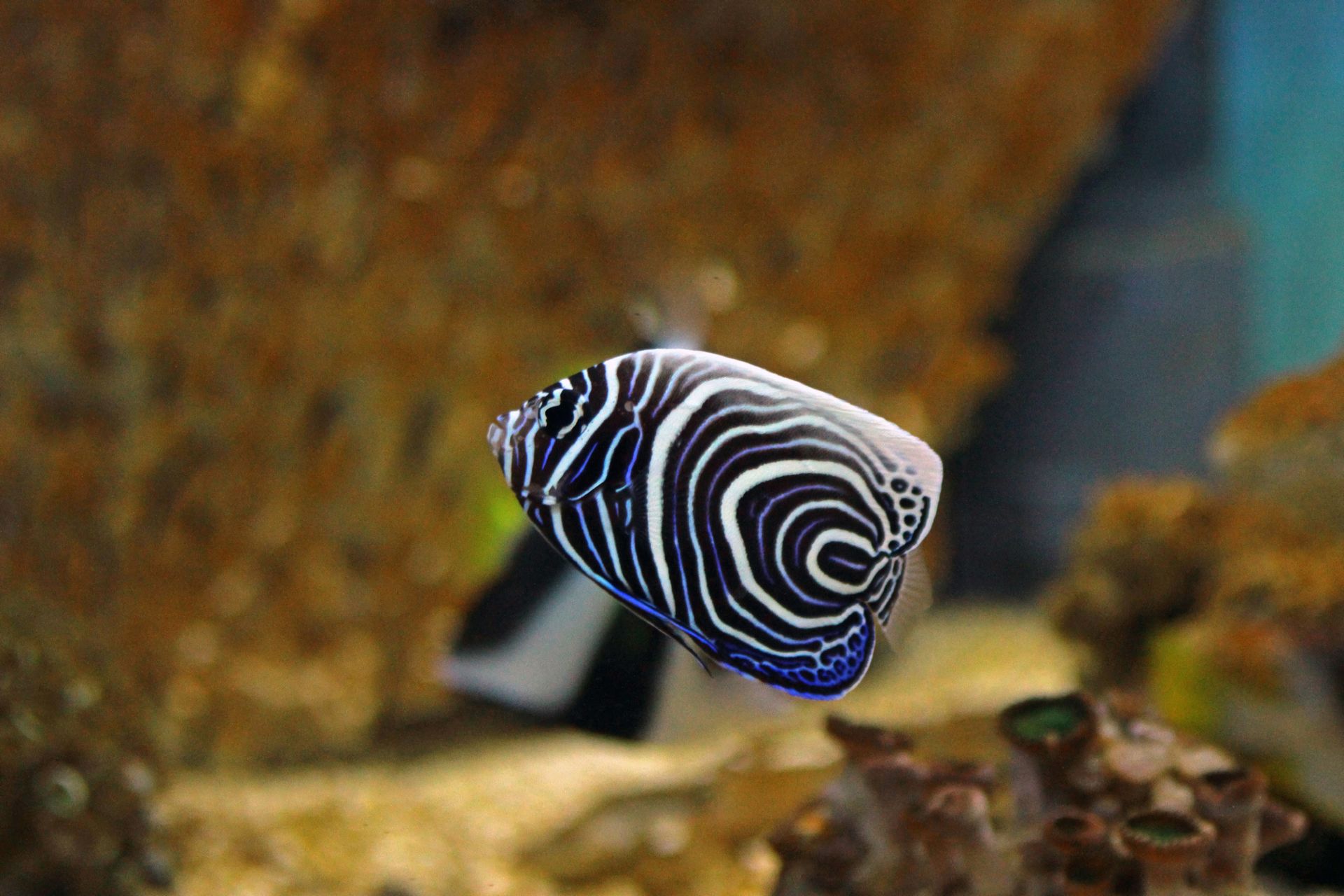 Pomacanthus imperator Pomacanthus imperator