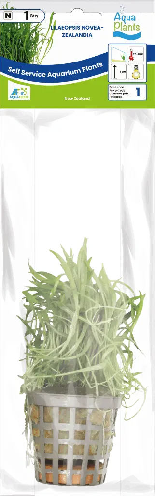 8715897272417 AP-LILAEOPSIS NOVEA-ZEALANDIA 5 CM POT.webp