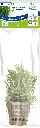 8715897272417 AP-LILAEOPSIS NOVEA-ZEALANDIA 5 CM POT.webp