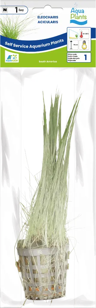 8715897272356 AP-ELEOCHARIS ACICULARIS 5CM POT.webp