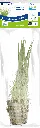 8715897272356 AP-ELEOCHARIS ACICULARIS 5CM POT.webp