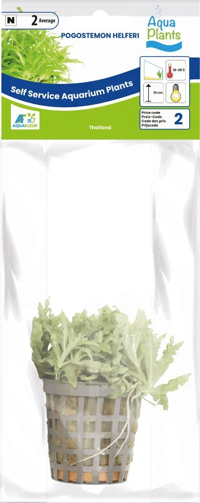 8715897272493 AP-POGOSTEMON HELFERI 5CM POT (1).webp