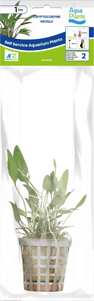 8715897272257 AP-CRYPTOCORYNE NEVELLI 5CM POT (1).webp