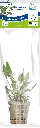 8715897272257 AP-CRYPTOCORYNE NEVELLI 5CM POT (1).webp