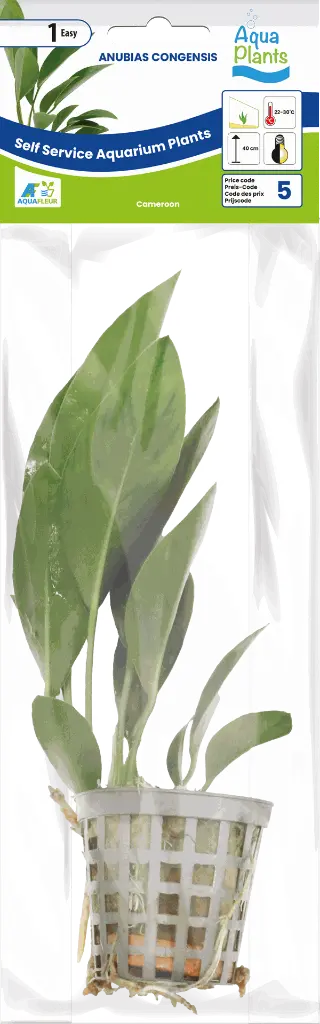 8715897272189 AP-ANUBIAS CONGENSIS 5CM POT.webp