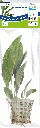 8715897272189 AP-ANUBIAS CONGENSIS 5CM POT.webp