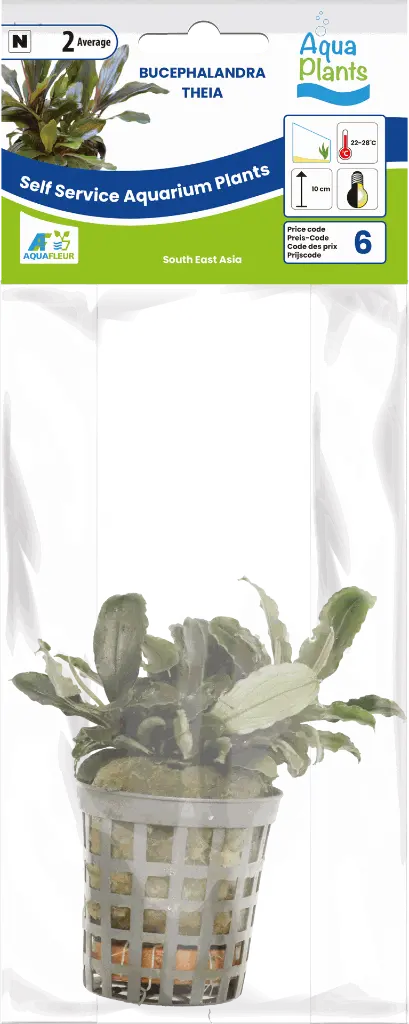 8715897314858 AP-BUCEPHALANDRA THEIA 5CM POT (1).webp