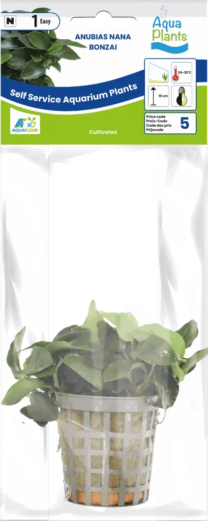 8715897272202 AP-ANUBIAS NANA BONZAI 5CM POT.webp