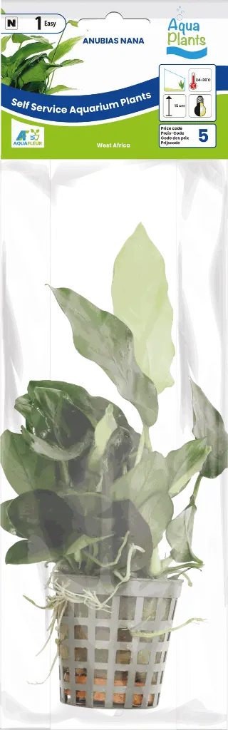 8715897272196 AP-ANUBIAS NANA 5CM POT (1).webp