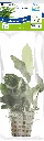 8715897272196 AP-ANUBIAS NANA 5CM POT (1).webp