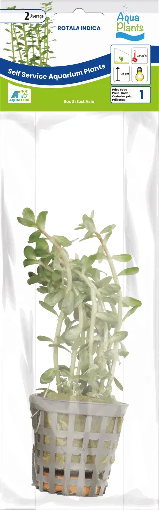 8715897272509 AP-ROTALA INDICA 5CM POT.webp