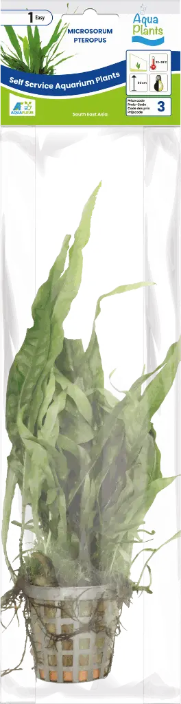 8715897272479 AP-MICROSORUM PTEROPUS 5CM POT (4).webp