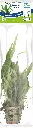 8715897272479 AP-MICROSORUM PTEROPUS 5CM POT (4).webp