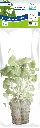 8715897314872 AP-HYDROCOTYLE LEUCOCEPHALA 5CM POT.webp