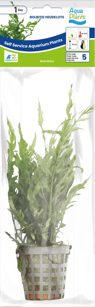 8715897314841 AP-BOLBITIS HEUDELOTII 5CM POT.webp