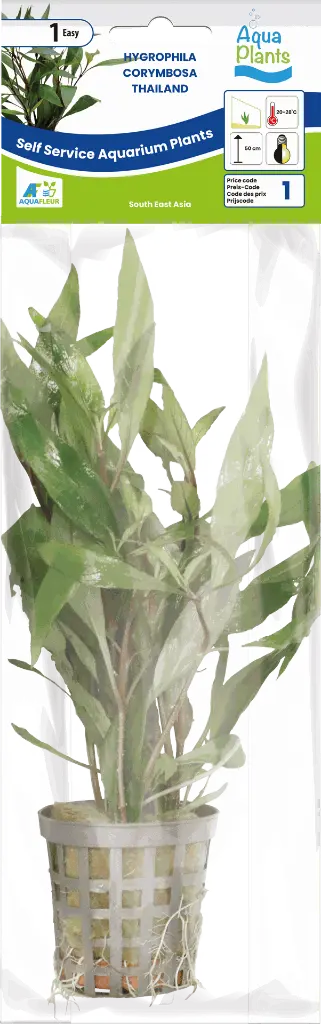 8715897272363 AP-HYGROPHILA CORYMBOSA THAILAND 5 CM POT.webp