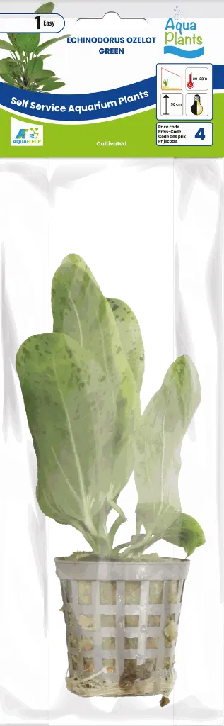 8715897272318 AP-ECHINODORUS OZELOT GROEN 5CM POT.webp