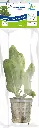 8715897272318 AP-ECHINODORUS OZELOT GROEN 5CM POT.webp