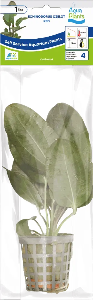 8715897272325 AP-ECHINODORUS OZELOT ROOD 5CM POT.webp