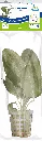 8715897272325 AP-ECHINODORUS OZELOT ROOD 5CM POT.webp