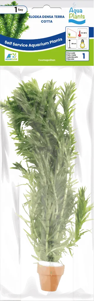 8715897352133 AP-ELODEA DENSA TERRA COTTA.webp