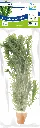 8715897352133 AP-ELODEA DENSA TERRA COTTA.webp