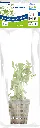 8715897272226 AP-BACOPA MONNIERI 5CM POT.webp