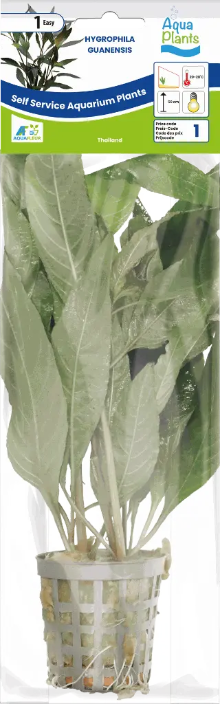 8715897272370 AP-HYGROPHILA GUANENSIS 5 CM POT.webp