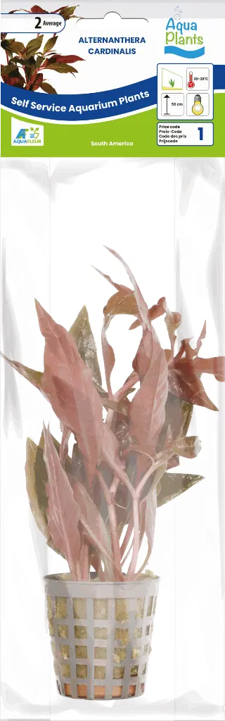 8715897272141 AP-ALTERNAN.CARDINALIS 5CM POT.webp