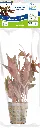 8715897272141 AP-ALTERNAN.CARDINALIS 5CM POT.webp