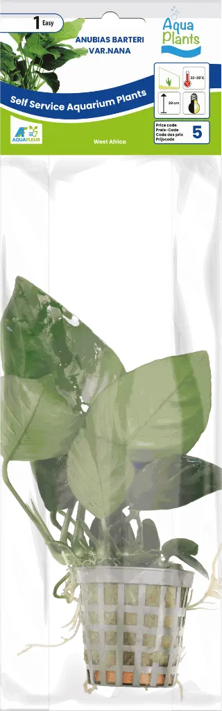 8715897272172 AP-ANUBIAS BARTERI VAR.NANA 5 CM POT.webp