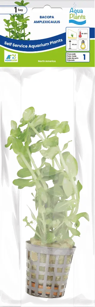 8715897272219 AP-BACOPA AMPLEXICAULIS 5CM POT (2).webp