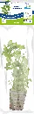 8715897272219 AP-BACOPA AMPLEXICAULIS 5CM POT (2).webp