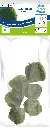 8715897304460 AP-CLADOPHORA SS 6 ST.webp