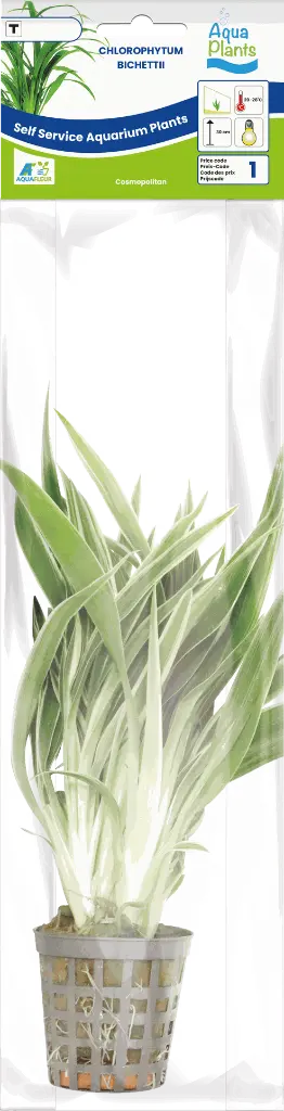 8715897272233 AP-CHLOROPHYTUM BICHETTII 5CMPOT.webp