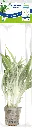 8715897272233 AP-CHLOROPHYTUM BICHETTII 5CMPOT.webp