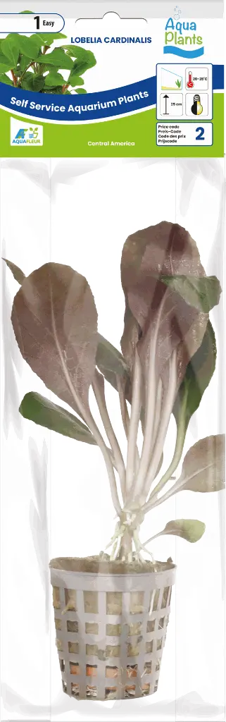 8715897272431 AP-LOBELIA CARDINALIS 5CM POT (1).webp