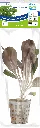 8715897272431 AP-LOBELIA CARDINALIS 5CM POT (1).webp
