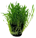 LILAEOPSIS NOVEA-ZEALANDIA 5CM POT