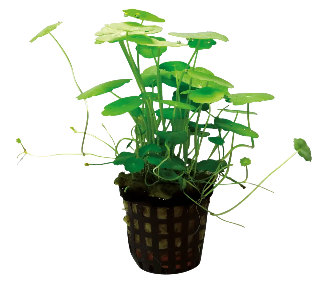 HYDROCOTYLE VERTICILLATA 5CM POT