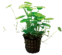 HYDROCOTYLE VERTICILLATA 5CM POT