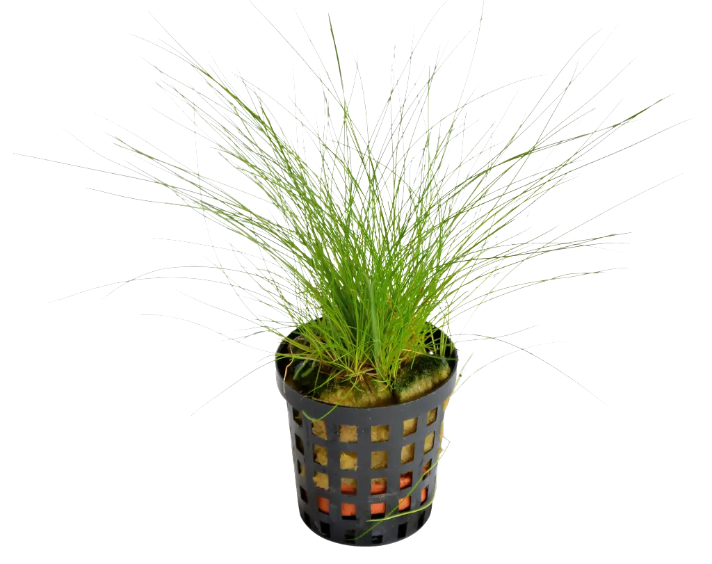 ELEOCHARIS ACICULARIS 5CM POT