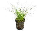 ELEOCHARIS ACICULARIS 5CM POT