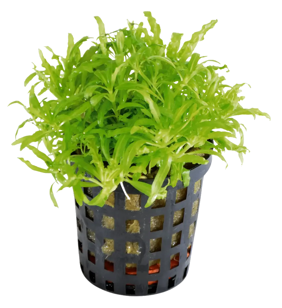 POGOSTEMON HELFERI 5CM POT 